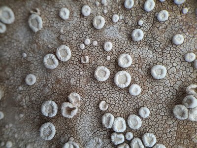 [Ochrolechia parella]